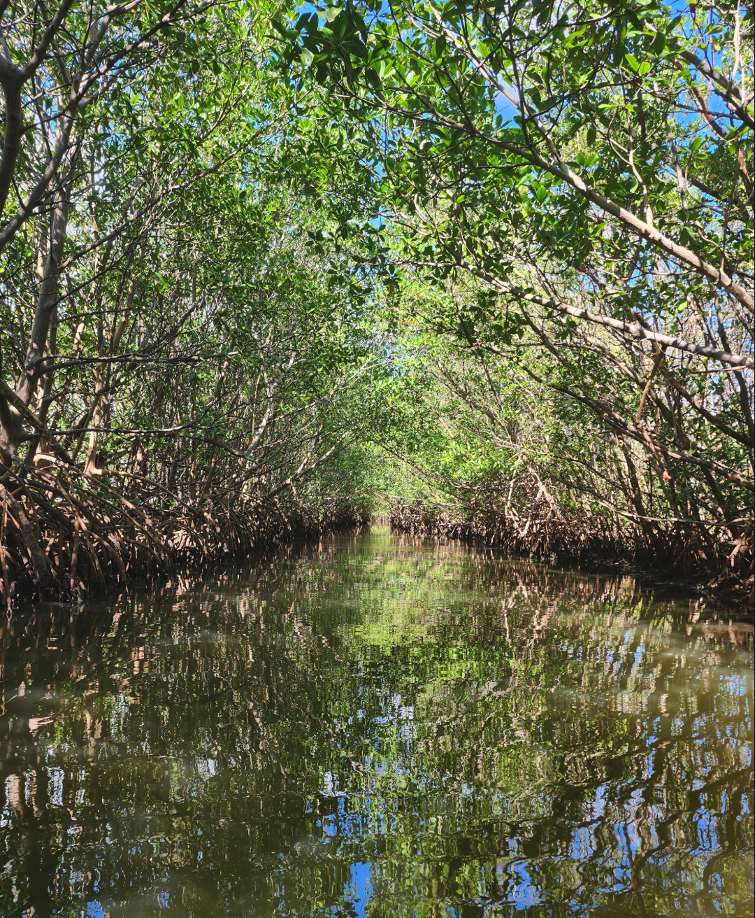 Image of mangroves from the view of someone kayaking at oleta state park