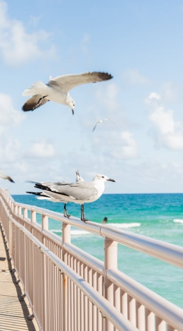 Seagulls at Newport Fishing Pier