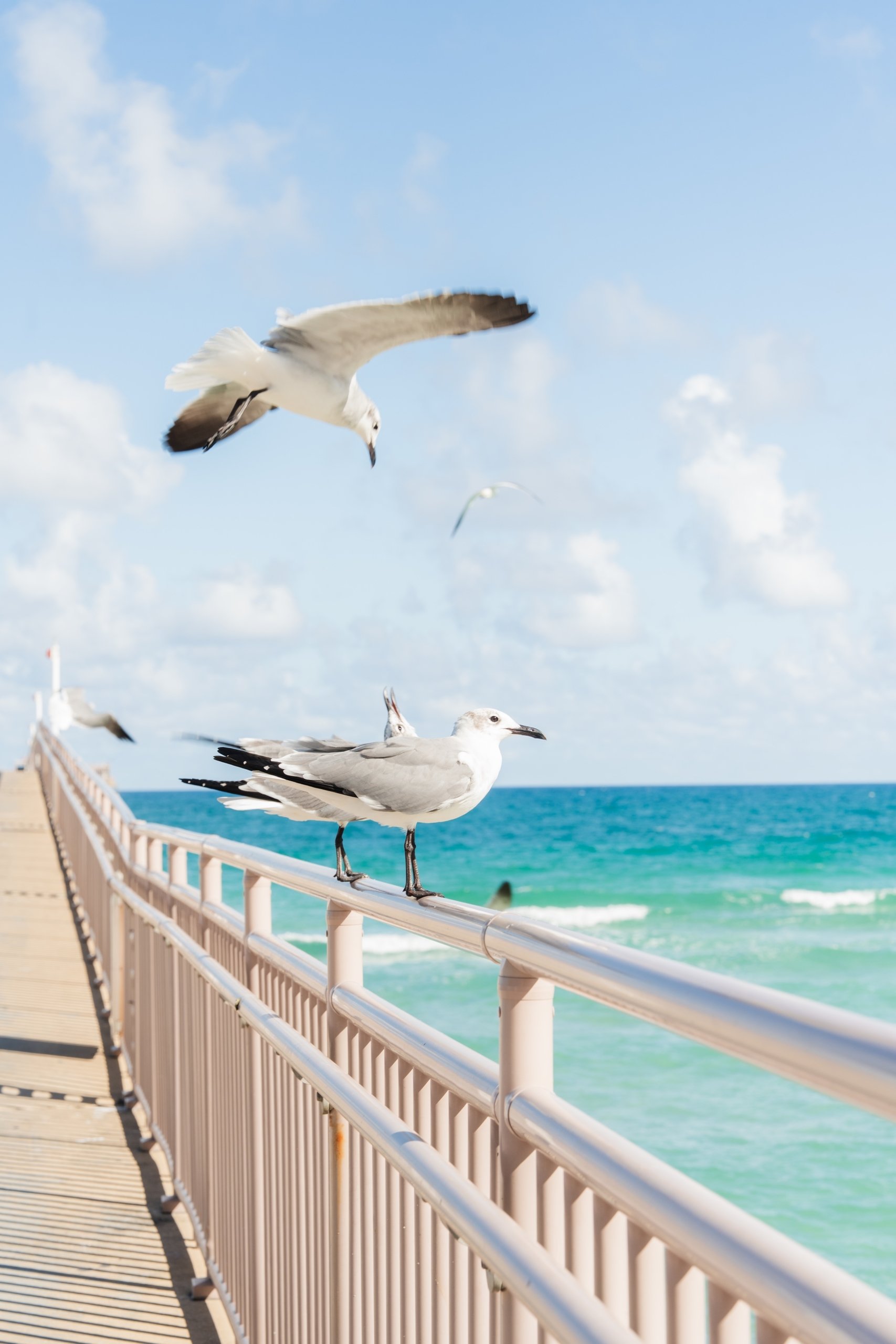 Seagulls at Newport Fishing Pier