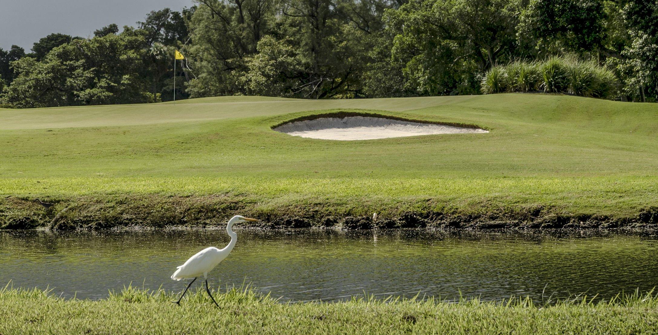 A white crane walking near water on golf field