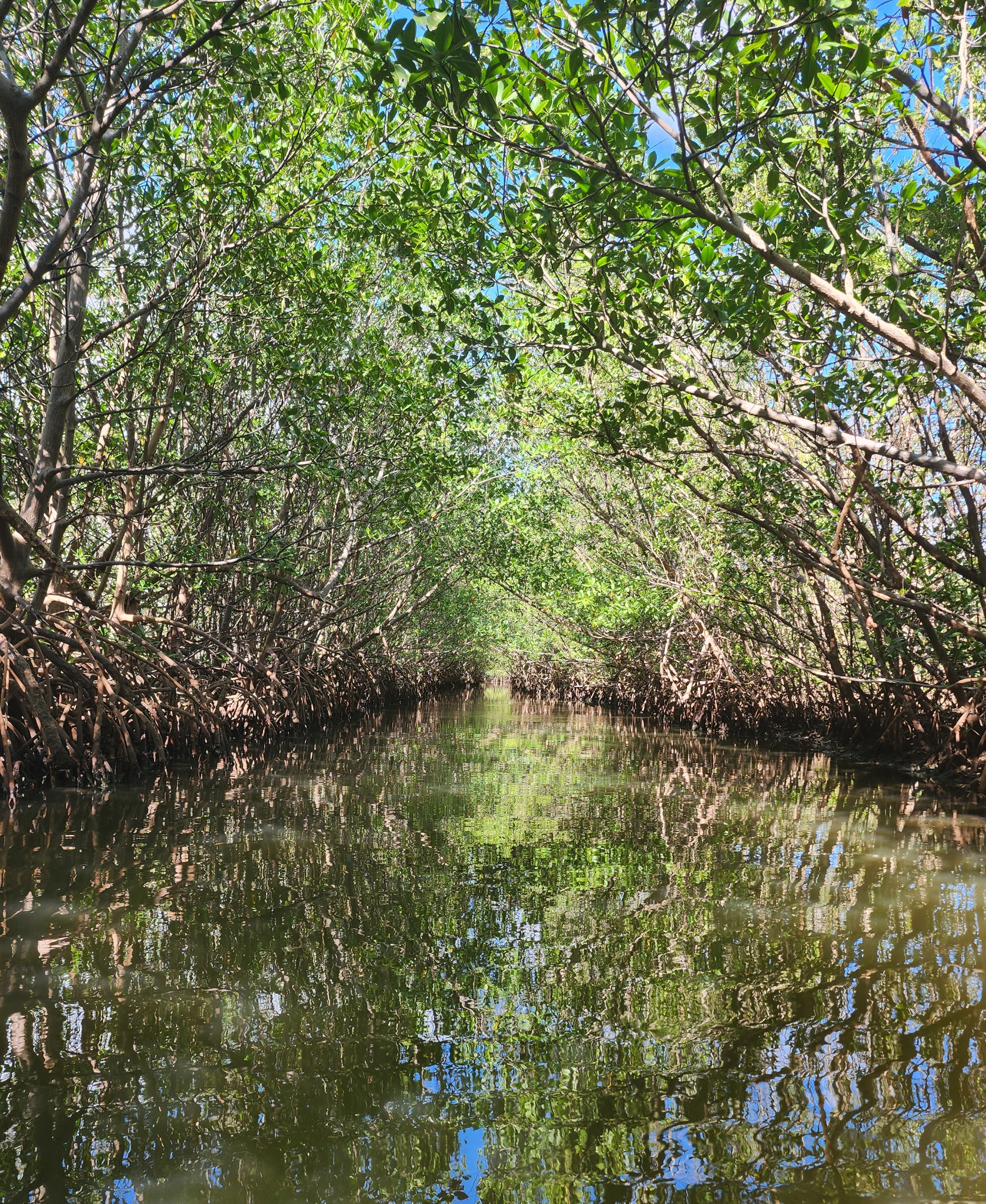 Kayaking at Oleta State Park